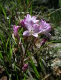 Brimeura fastigiata